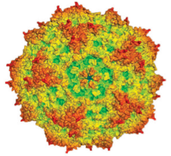 Imagen: Una representación generada por computador del parvovirus H-1 (H-1PV) (Fotografía cortesía del Dr. Antonio Marchini, del Centro Alemán de Investigación Oncológica).